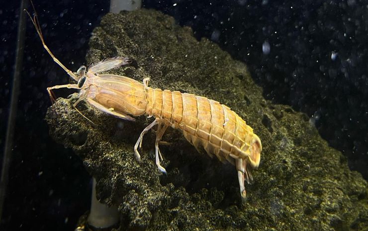 Biomes Marine Biology Center 1